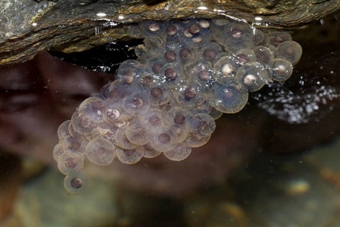 Spawn from a Pyrenean Frog (Rana pyrenaica) under a stone in water