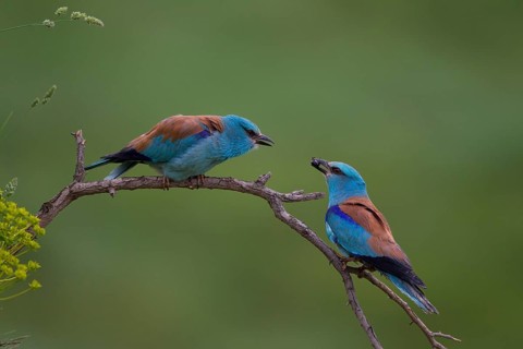 European Roller (Coracias garrulus)
