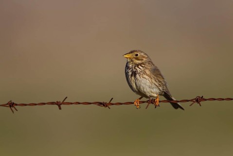Corn Bunting (Emberiza calandra)