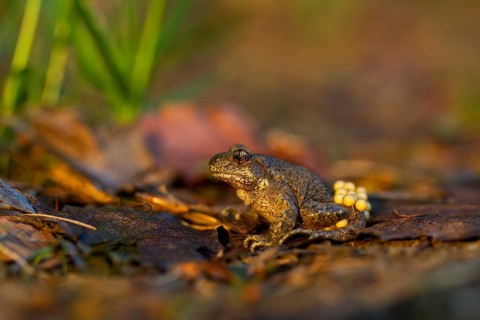 Common Midwife Toad (Alytes obstetricans)