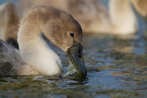 Mute Swan (Cygnus olor)