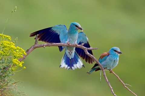 European Roller (Coracias garrulus)