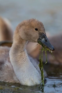 Mute Swan (Cygnus olor)