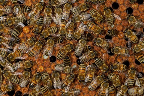 Western Honey Bees (Apis mellifera)