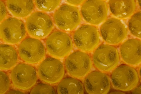 Western Honey Bees (Apis mellifera)