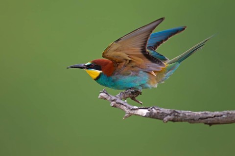 Bee-eater (Merops apiaster) preparing to take off