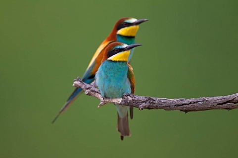 Bee-eaters (Merops apiaster)