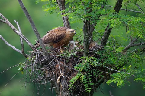 Long-legged Buzzard (Buteo Rufinus)