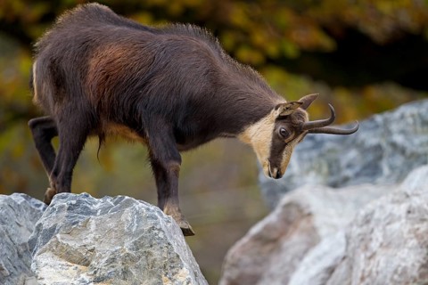 Chamois (Rupicapra Rupicapra)