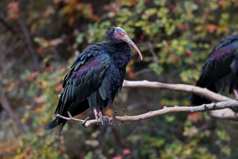 Northern Bald Ibis (Geronticus eremita)