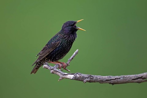 Starling (Sturnus vulgaris)