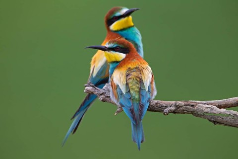Bee-eaters (Merops apiaster)