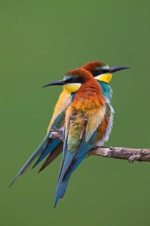 Bee-eaters (Merops apiaster)