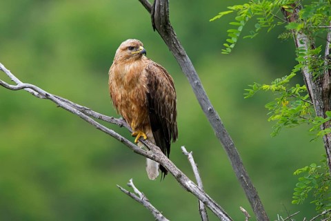 Long-legged Buzzard (Buteo Rufinus)