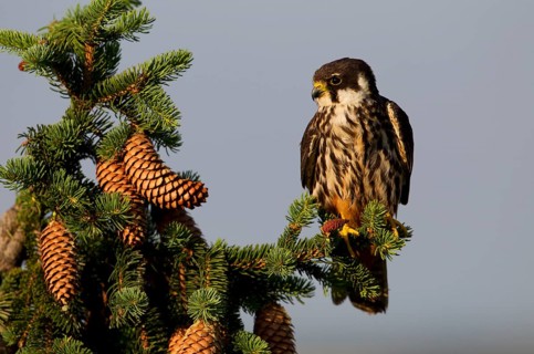 Eurasian Hobby (Falco subbuteo)