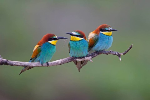 Bee-eaters (Merops apiaster)