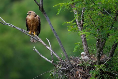 Long-legged Buzzard (Buteo Rufinus)