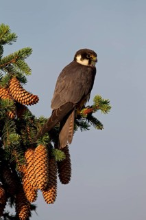 Eurasian Hobby (Falco subbuteo)