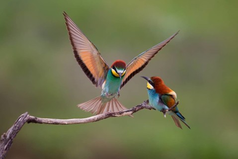 Bee-eaters (Merops apiaster)