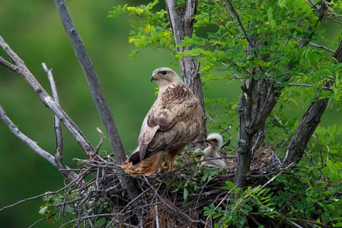 Long-legged Buzzard (Buteo Rufinus)