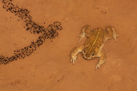 Natterjack Toad (Bufo calamita) and newly hatched larvae on a shallow temporary sheet of water