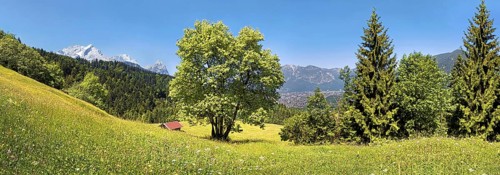 Green meadow and trees on Eckbauer Mountain