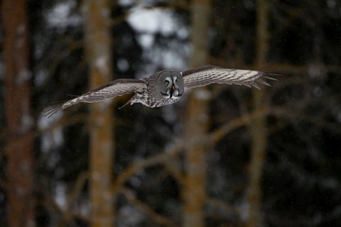 Great Grey Owl or Great Gray Owl (Strix nebulosa) in flight