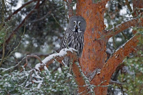 Great Grey Owl or Great Gray Owl (Strix nebulosa) perched on a tree in winter