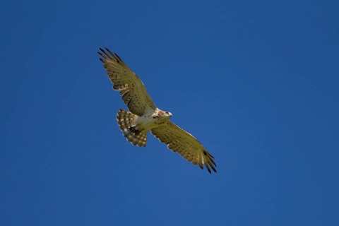 Short-toed Snake Eagle (Circaetus gallicus) in flight