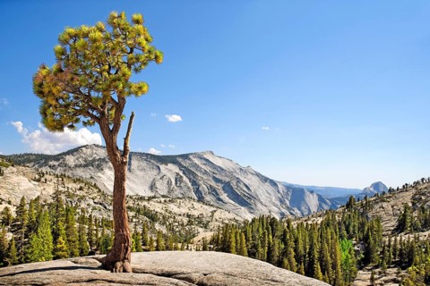 Gnarly Pine at Olmsted Point