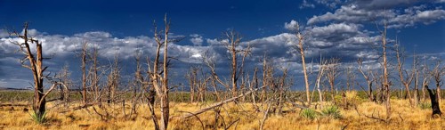 Devastated landscape with dead trees after a forest fire in 2002