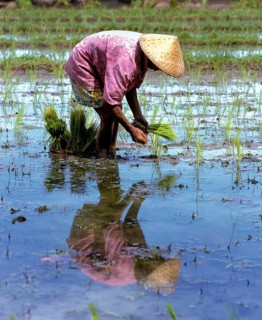 Rice paddy