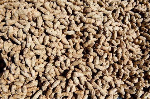 Peanuts for sale