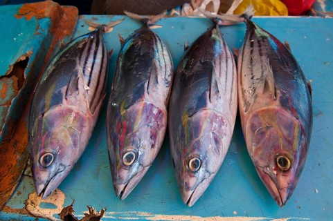 Fish for sale at the market hall