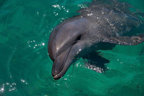 Common Bottlenose Dolphin (Tursiops truncatus) in the harbour of Honiara