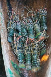 Freshly caught Lobster (Nephropidae)