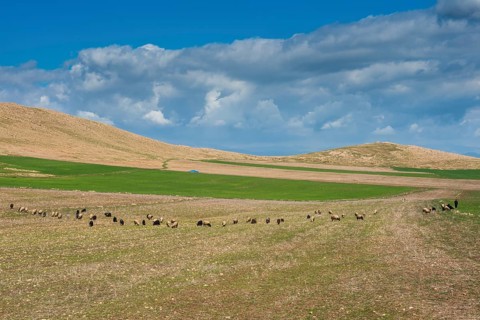 Pasture