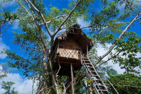 Tree house in a Banyan tree
