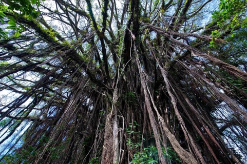 Giant Banyan tree (Ficus sp.)