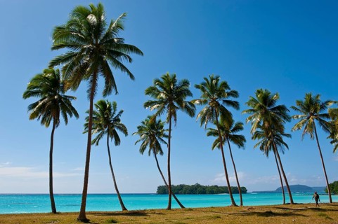 Palm trees