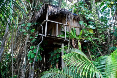 Tree house in a Banyan tree