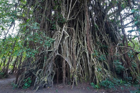 Giant Banyan tree (Ficus sp.)