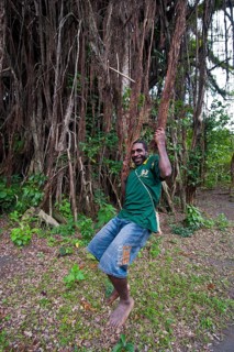 Local man swinging in the roots of a Giant Banyan tree (Ficus sp.)