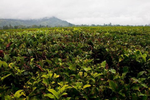 Coffee plantation (Coffea arabica)