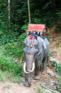 Elephant safari