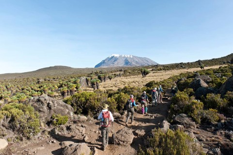 Group of hikers with Giant Groundsel (Dendrosenecio kilimanjari)
