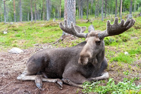 Moose (Alces alces)