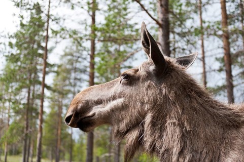 Moose (Alces alces)
