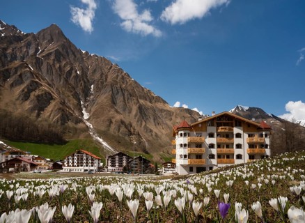 Crocus meadow in spring