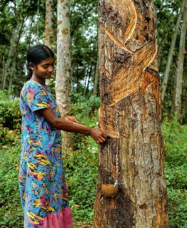 Woman scoring the rubber tree (Hevea brasiliensis)
